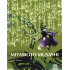Miyamoto Musashi