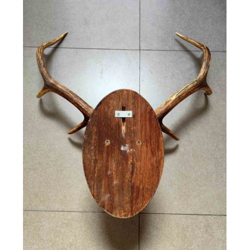 Deer Antler Wall Mount 231450