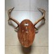Deer Antler Wall Mount 231450