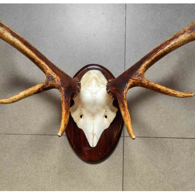 Deer Antler Wall Mount 231450