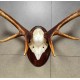 Deer Antler Wall Mount 231450