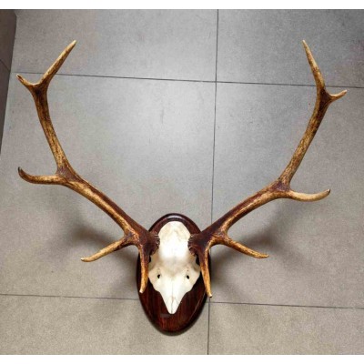 Deer Antler Wall Mount 231450