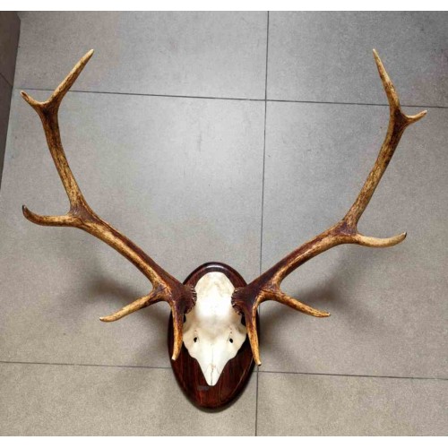 Deer Antler Wall Mount 231450