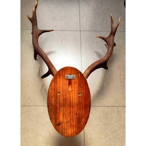 Deer Antler Wall Mount 231452