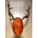 Deer Antler Wall Mount 231452