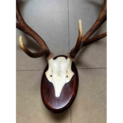 Deer Antler Wall Mount 231452