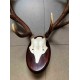 Deer Antler Wall Mount 231452