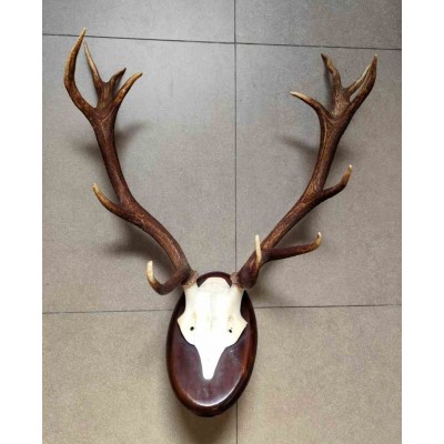 Deer Antler Wall Mount 231452